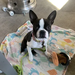 Patio, dog friendly