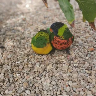 two colorful birds on a gravel ground
