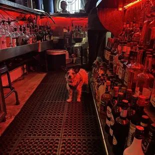 Feral creature lurking!