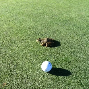 Crowded on the putting green.