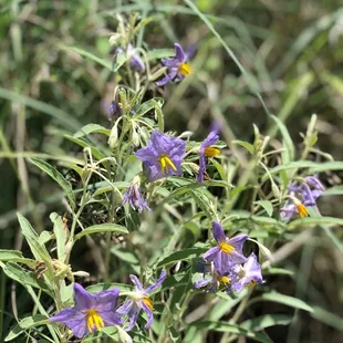 100s of these flowers along the trail after a monsoon rain