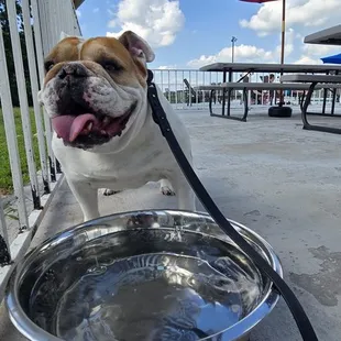 Pet-Friendly outdoor seating area for Champs Bar &amp; Grill.