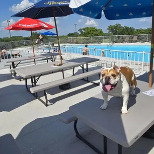 Pet-Friendly outdoor seating area for Champs Bar &amp; Grill.