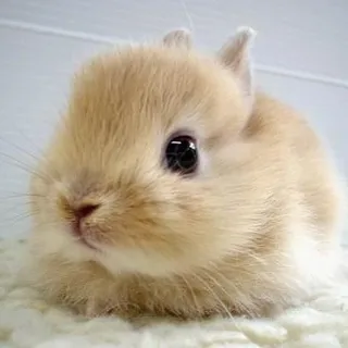 Fluffy B.
