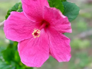 Kapolei Health Care Center