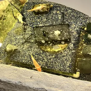 a frog in a pond of water