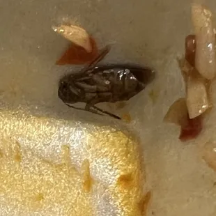 I didn&apos;t order mine with roaches.