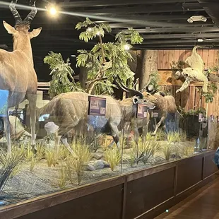 Inside the dining hall. Beautiful Lifelike display of different animals.