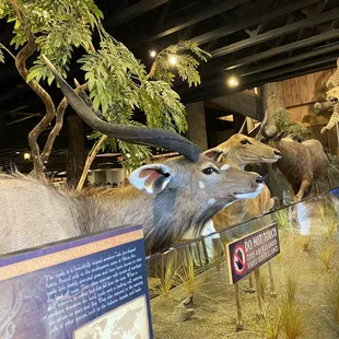 Animals