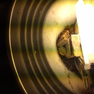 Inside one of the light fixture on the wall