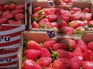 Strawberry Fest