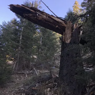 A special spot. Kind of a gateway along the trail.
