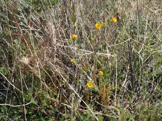 Arthur B. Ripley Desert Woodland State Park