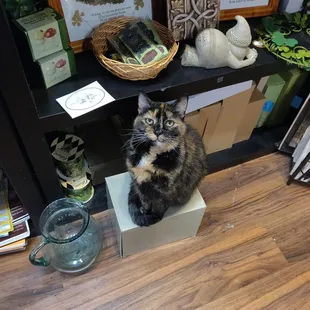 Checking out a new store, and had a precious little friend accompany me while shopping