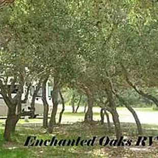 Young live oaks prosper throughout Enchanted Oaks, giving peace and privacy to our residents.