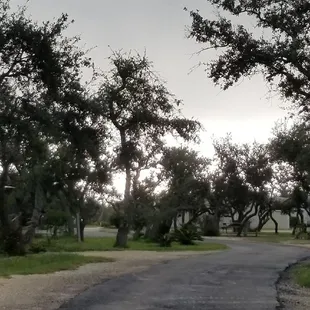 The sun glowing in our live oaks on a cloudy day