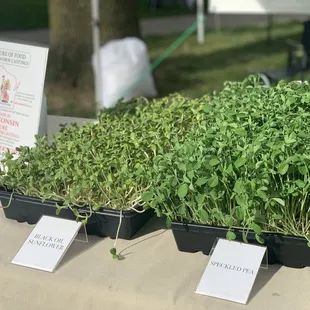 Micro greens available at the Enderis Park Farmers Market