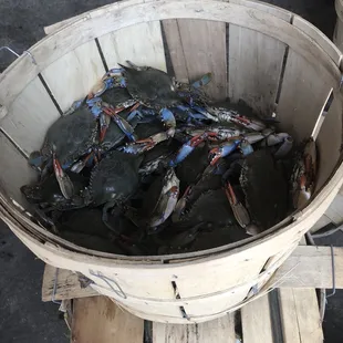 a bucket full of blue crabs