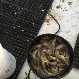 Fresh Shrimp