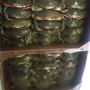 Fresh Soft Shell Crabs