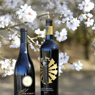 Almond trees on the property