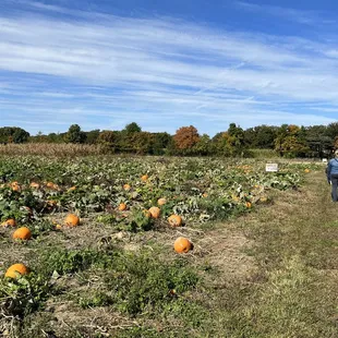Pumpkin patch