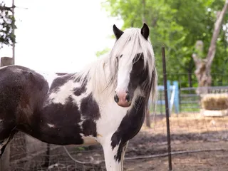 Sunberry Orchard  Market