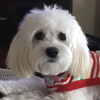 Jo D.