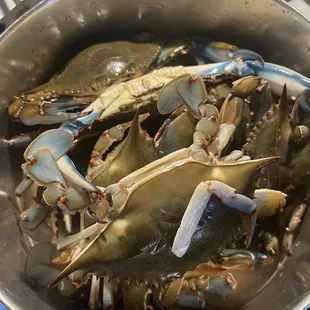 Blue crabs