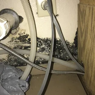 This is under our sink it was also in the bathroom all over the wall.