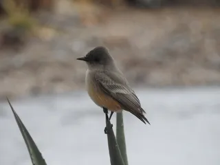 The Nature Conservancy