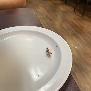 Dead Grasshopper on &quot;clean&quot; plate