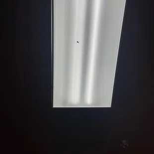 3 of the lights above the dining section we are sitting in have cockroaches. I&apos;m about to barf!!!!