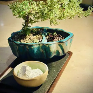 Bonsai Tree