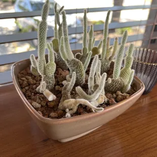 Cactus I contemplated stealing.