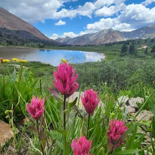 Wildflowers in an abundance!