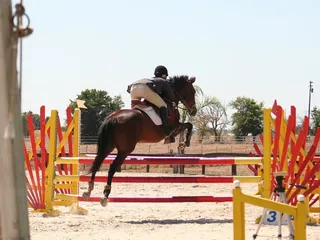 Gemini Equestrian