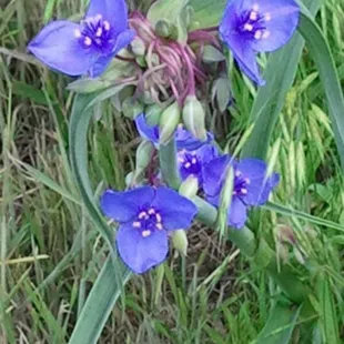 Spring wildflowers in hay meadow. Gorgeous!