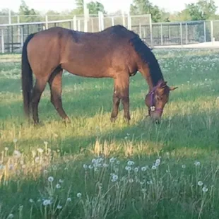 Bisquit, tethered at camp after a great days ride.