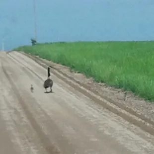 Neighborhood traffic.