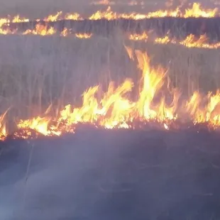Annual spring pasture burning.