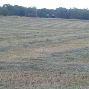 2016 cut hay field waiting on the rake and baler.