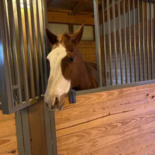 a horse in a stable