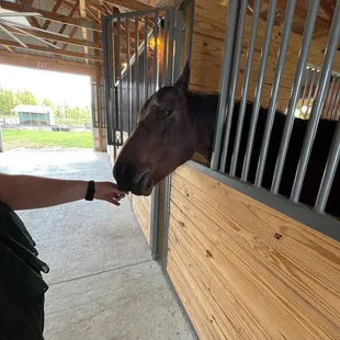 a person feeding a horse