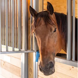 This is Wyatt, come meet the other horses at Equine Social!