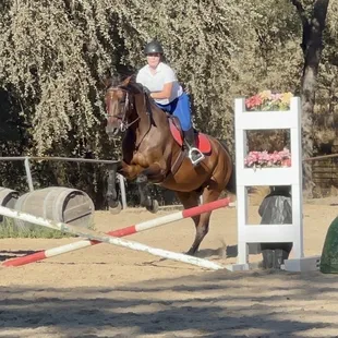 Equine Unlimited