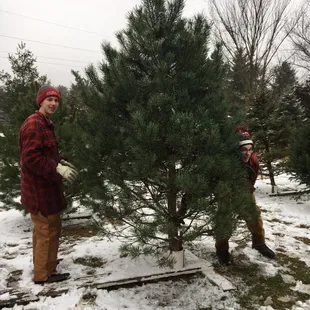 We opted to select an already cut tree this year. The guys here are SO helpful!