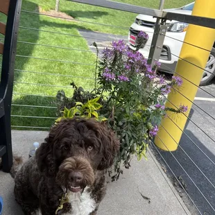 Happy dog hanging out on the patio while we ate.
