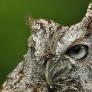 Screech owl