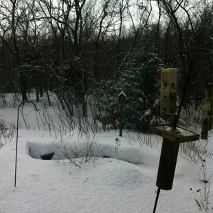 See the deer?